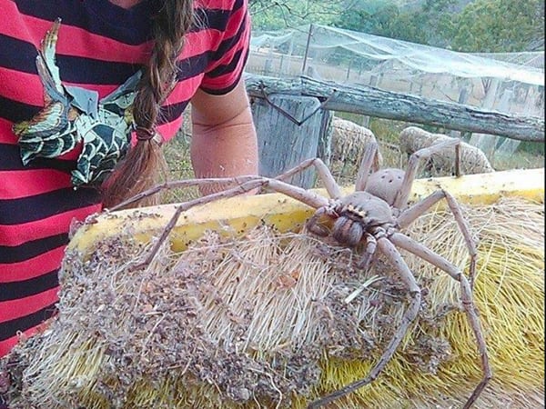A huntsman spider on a pile of hay.